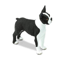 Boston Terrier