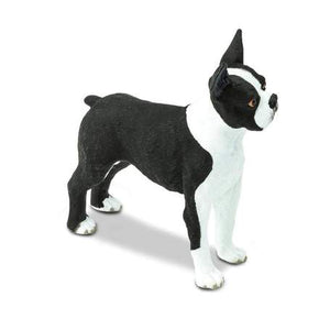 Boston Terrier