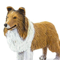 Collie
