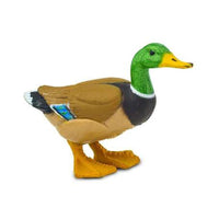 Duck
