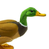 Duck
