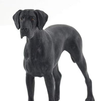 Great Dane
