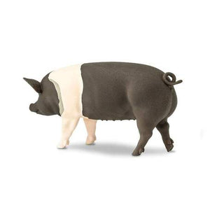 Hampshire Pig