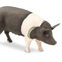 Hampshire Pig