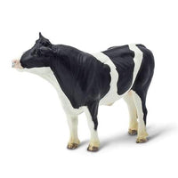 Holstein Bull
