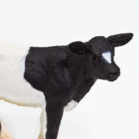 Holstein Calf