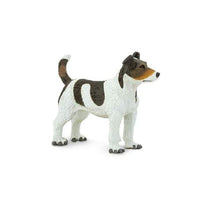 Jack Russell Terrier
