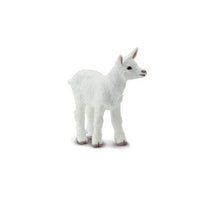 Kid Goat
