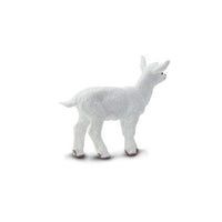 Kid Goat
