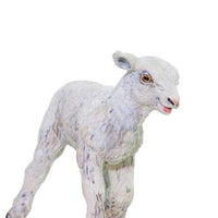 Lamb
