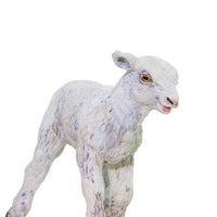 Lamb
