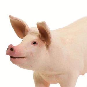 Large White Pig