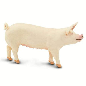 Large White Pig