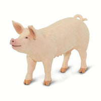 Large White Pig
