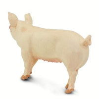 Large White Pig