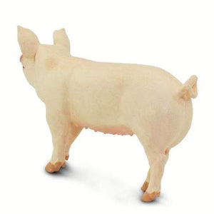 Large White Pig