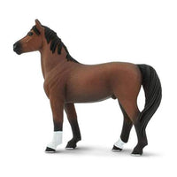 Morgan Stallion
