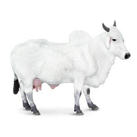Ongole Cow
