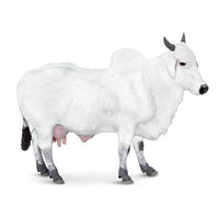 Ongole Cow