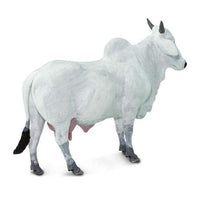 Ongole Cow