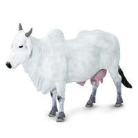 Ongole Cow