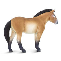 Przewalski's Horse
