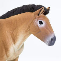 Przewalski's Horse
