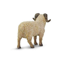 Ram
