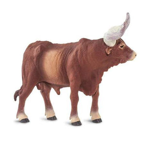 Watusi Bull